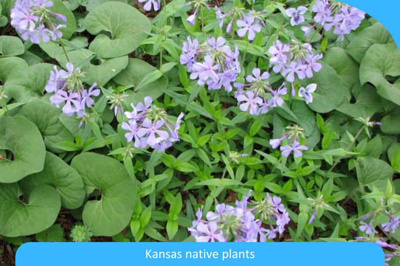 Embracing the Prairie: A Deep Dive into Kansas Native Plants for a Thriving Local Ecosystem image 12
